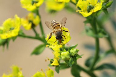 Honey Bee Collecting Pollen of yellow Flower 