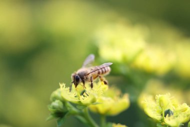 Honey Bee Collecting Pollen of yellow Flower 