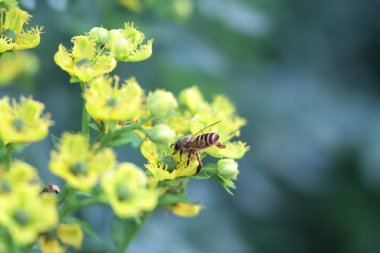 Honey Bee Collecting Pollen of yellow Flower 