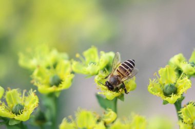 Honey Bee Collecting Pollen of yellow Flower 