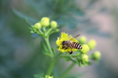 Honey Bee Collecting Pollen of yellow Flower 