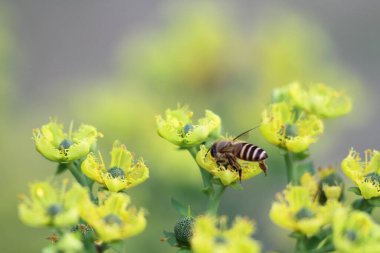 Honey Bee Collecting Pollen of yellow Flower 