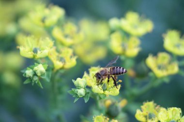 Honey Bee Collecting Pollen of yellow Flower 