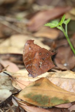 the butterfly that looks like a dry dead leaf