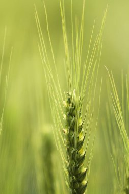Green ripe ears of rye closeup landscape