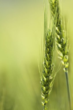 Green ripe ears of rye closeup landscape