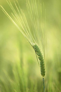 Green ripe ears of rye closeup landscape