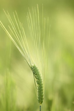 a Green ripe ears of rye closeup landscape