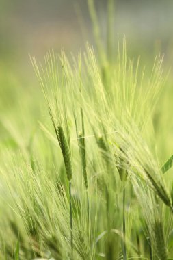 Green ripe ears of rye closeup landscape
