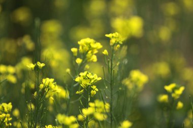 Blooming dill garden or smelly,  smelly grass yellow flower