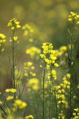 Blooming dill garden or smelly,  smelly grass yellow flower