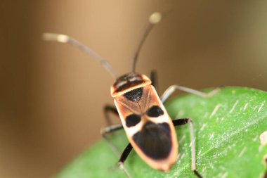 Milkweed Bug, Oncopeltus confusus macro on green leaf