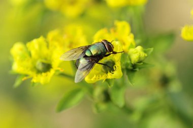yaprak yeşil böcek anında. Yeşil et sineği çürümebaşladığında Sezar