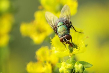 yaprak yeşil böcek anında. Yeşil et sineği çürümebaşladığında Sezar