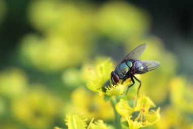 yaprak yeşil böcek anında. Yeşil et sineği çürümebaşladığında Sezar