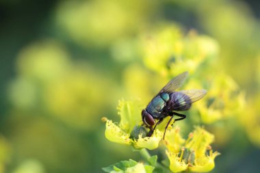 yaprak yeşil böcek anında. Yeşil et sineği çürümebaşladığında Sezar