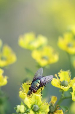 yaprak yeşil böcek anında. Yeşil et sineği çürümebaşladığında Sezar