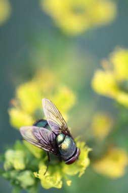 yaprak yeşil böcek anında. Yeşil et sineği çürümebaşladığında Sezar