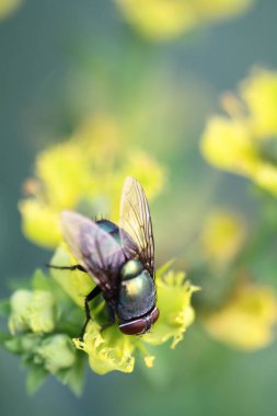 yaprak yeşil böcek anında. Yeşil et sineği çürümebaşladığında Sezar