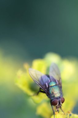 yaprak yeşil böcek anında. Yeşil et sineği çürümebaşladığında Sezar
