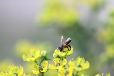 yaprak yeşil böcek anında. Yeşil et sineği çürümebaşladığında Sezar