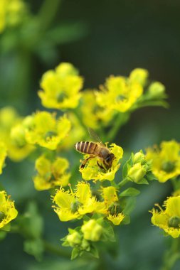 Honey Bee Collecting Pollen of yellow Flower 