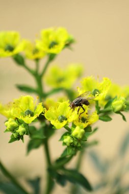 Honey Bee Collecting Pollen of yellow Flower 