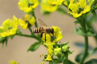 Honey Bee Collecting Pollen of yellow Flower 