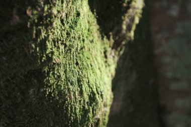 2 April 2011 the nature landscape at the peak, hong kong