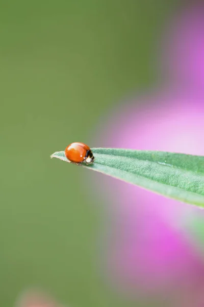 the beautiful ladybug in its natural environment