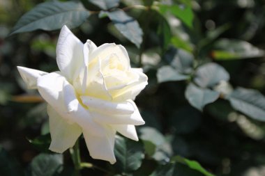 Bir gül çiçeği çalılığı doğa tekrar homurdanıyor