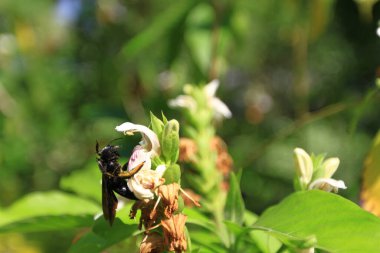 Large black bee closeup,  flying over the flower