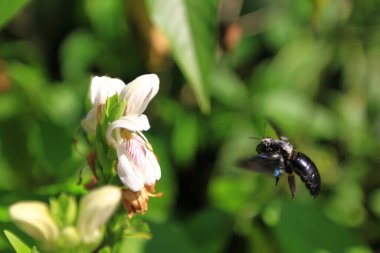 Large black bee closeup,  flying over the flower