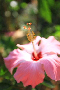 Hibiscus çiçek doğa arka zemin ile