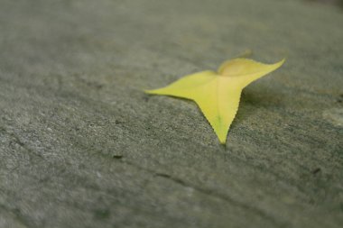  leaves of guava tree with blur effect on the background