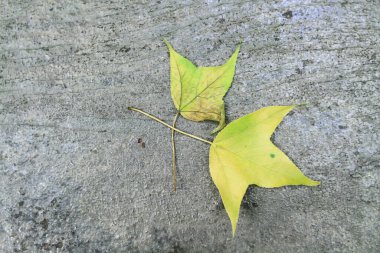  leaves of guava tree with blur effect on the background