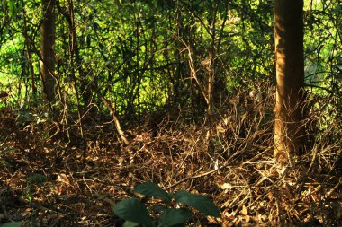 Close up shot of  tree trunk growing in forest