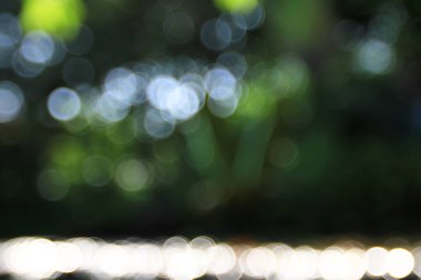 the green forest and river,  the River Park