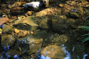 the green forest and river,  the River Park