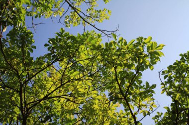 Ağaç kabuğu dokusu ve arka plan, doğa konsepti.