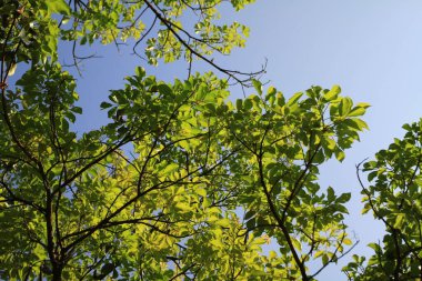 Ağaç kabuğu dokusu ve arka plan, doğa konsepti.