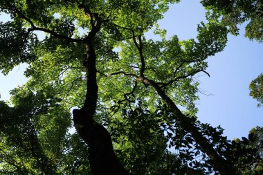 Ağaç kabuğu dokusu ve arka plan, doğa konsepti.