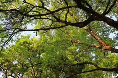 Ağaç kabuğu dokusu ve arka plan, doğa konsepti.