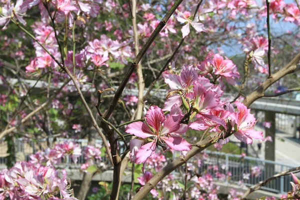 Bauhinia flower blooming, the Hong Kong Orchid