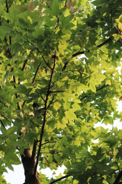 a trees and leaves, forest in Hong Kon