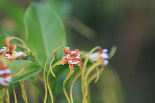 Akebia Quinata Houtt Decne Escape Flowers — Stock fotografie