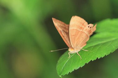 Yaprak üzerinde tozlaşan kelebeğin yakın çekimi