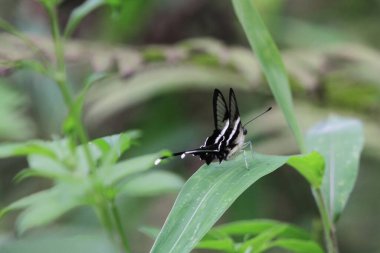 Beyaz Ejder Kuyruğu, Güzel Kelebek, doğa konsepti.
