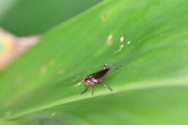 Hong Kong 'daki doğadaki böcek.