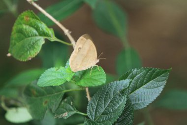 Yaprak üzerinde tozlaşan kelebeğin yakın çekimi
